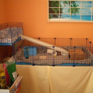 Deluxe Loft Model Open Guinea Pig Cage