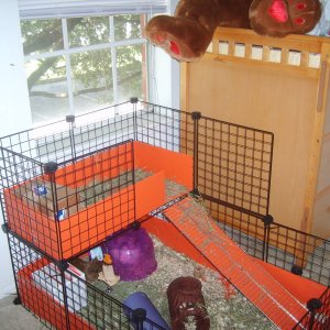 Guinea Pig Cages