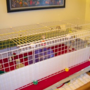 2 story loft from the outside, 2 x 4 C&C cage with tunnel