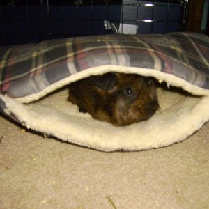 chewie's new bed