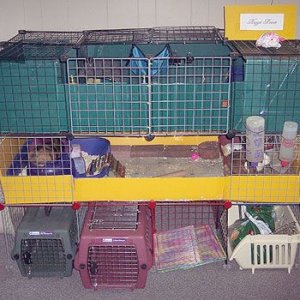 Cage remodel part X