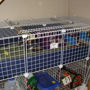 My single level, fleece lined cage