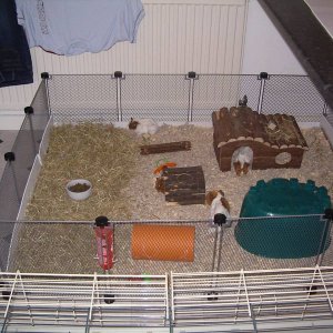 guineas in open cage