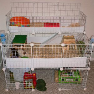 Kiwi and Coconut's Cage