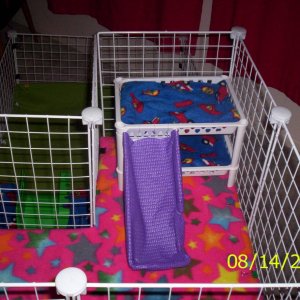 Guinea pig bunk beds best sale