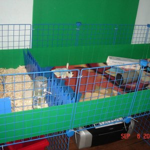 my 2X6 cage(5)