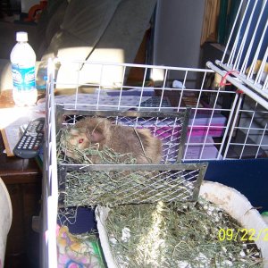 Maisy in hay rack