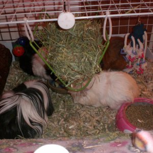 hanging hay rack