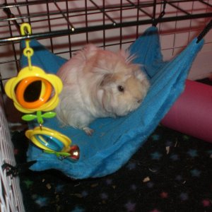 hammock, bird toy