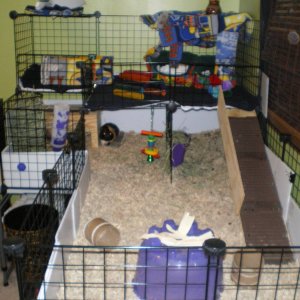 Another View of My Boys Cage
