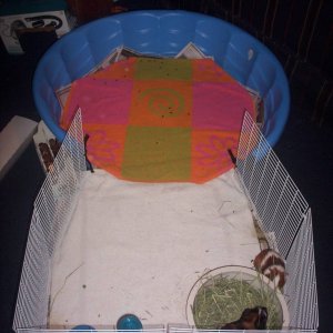 Guinea pig best sale pool cage