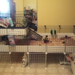 2X5 Cage with 2nd Level