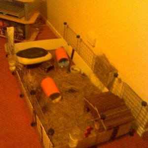 My guinea pig cage for Winston and Charlie