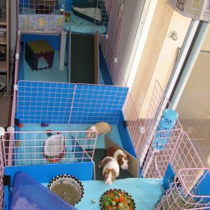 Aerial View of the kid's cage