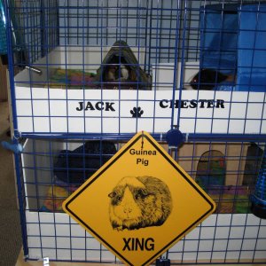 Jack and Chester's decorated cage