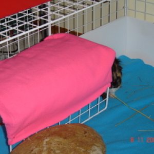 Bend Grid as Bunkbed