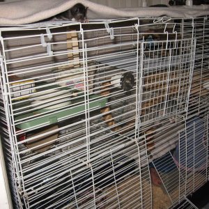 outside of RAT cage