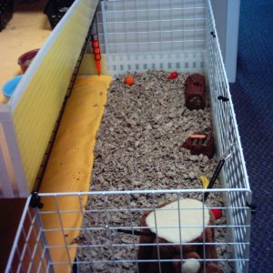 Baby and Shoop's Cage