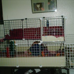 full view of cage