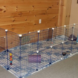 bunny cage view 2