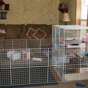 Our first cage with play area