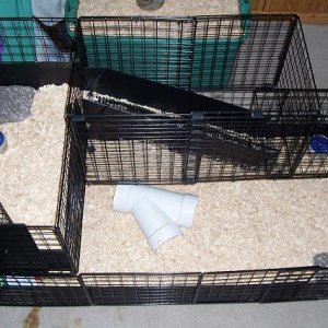2 Level Cage for our New Piggies