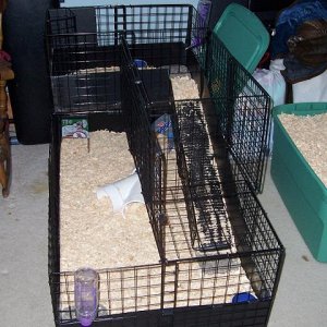 2 Level Cage for our New Piggies