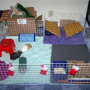 Homemade hidey house rack. Guinea Pig Cages