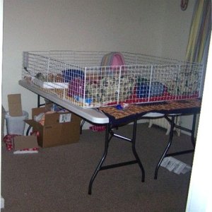 Collapsible guinea pig cage best sale