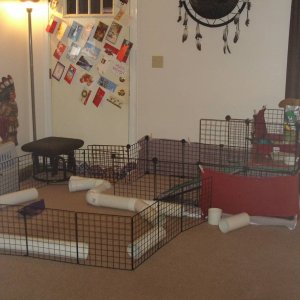 My new cage/floor time