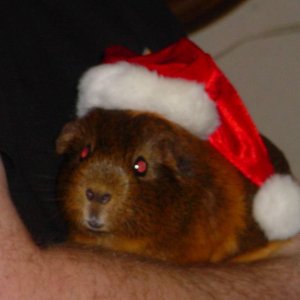 Christmas Pig!