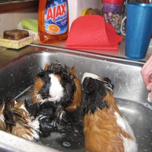 Spike Chester and Jack in a buddy bath