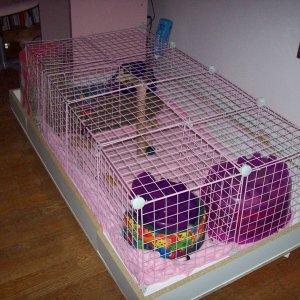 My new closed pink cage