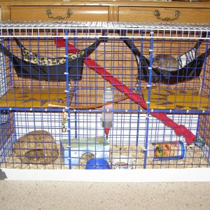 Rascal & Buddy's cage