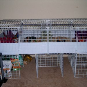 Tinker and Sophie's new cage